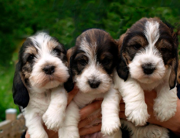 criadero de grandes basset grifones vendeanos