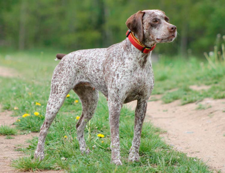 Raza de perro Braco borbónico