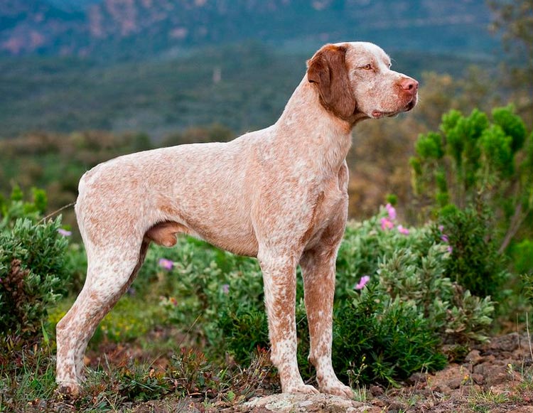 foto del Braco de Borbón