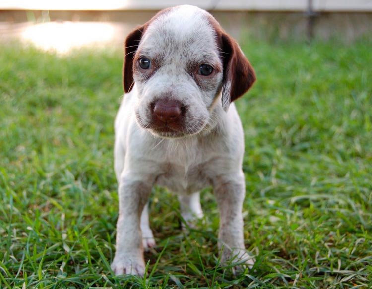 cachorro de Braco de Borbón