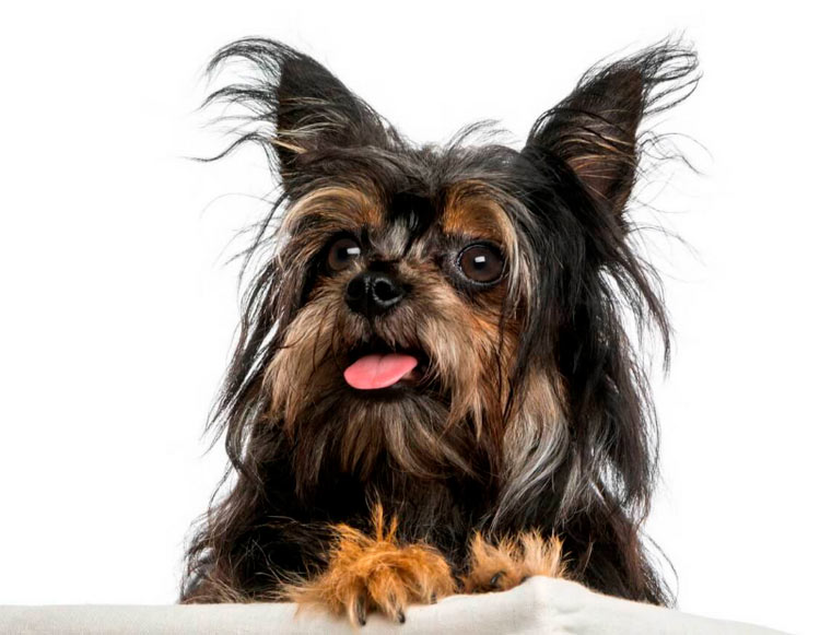 características del chorkie