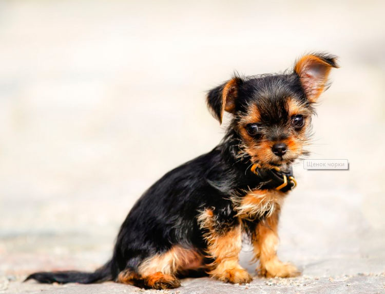 cachorro de raza chorkie
