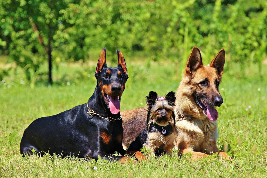 Razas de perros con riesgo de MCD