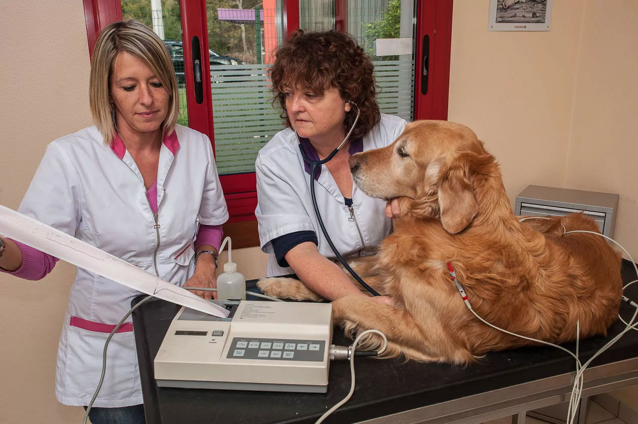 Diagnóstico de enfermedades cardíacas en perros