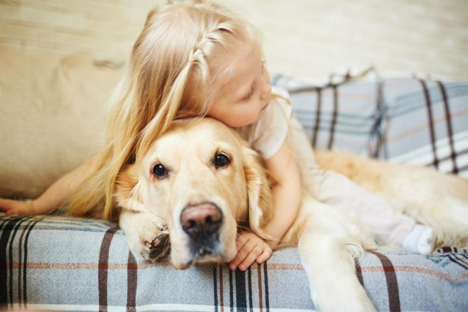 Ist die Ehrlichiose des Hundes für den Menschen gefährlich?