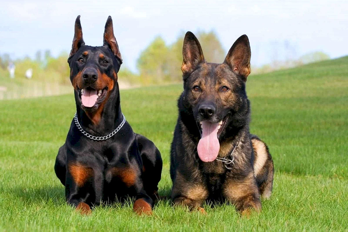 Dobermann und Deutscher Schäferhund