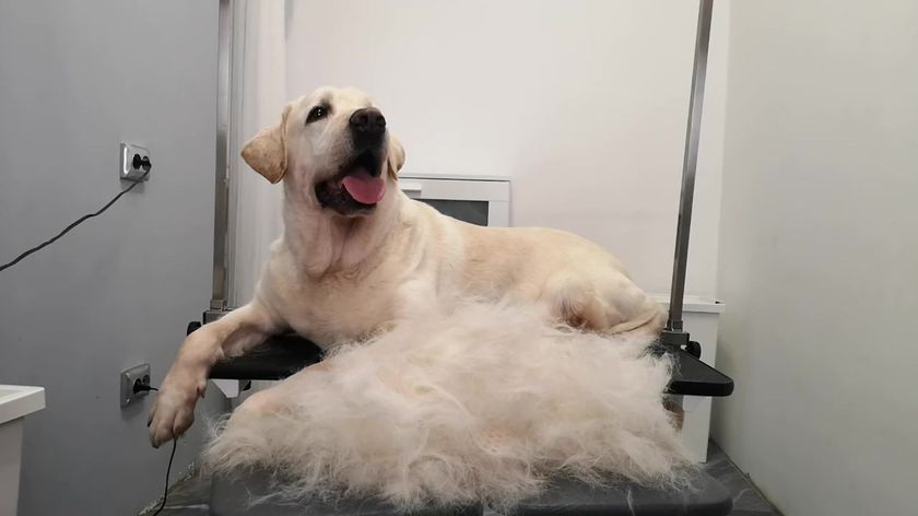 Labrador después de la muda exprés