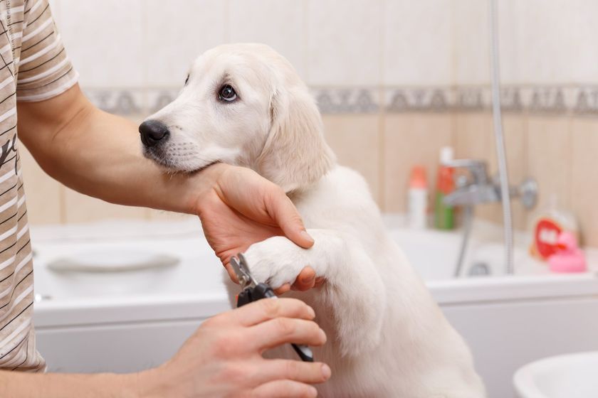 Corte de uñas a un perro