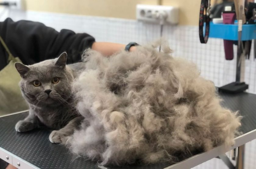 Pelo del gato