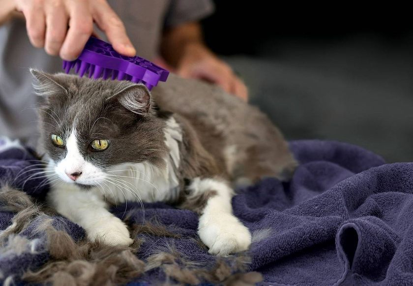 Cepillado del gato