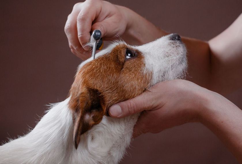 Un perro con su dueño