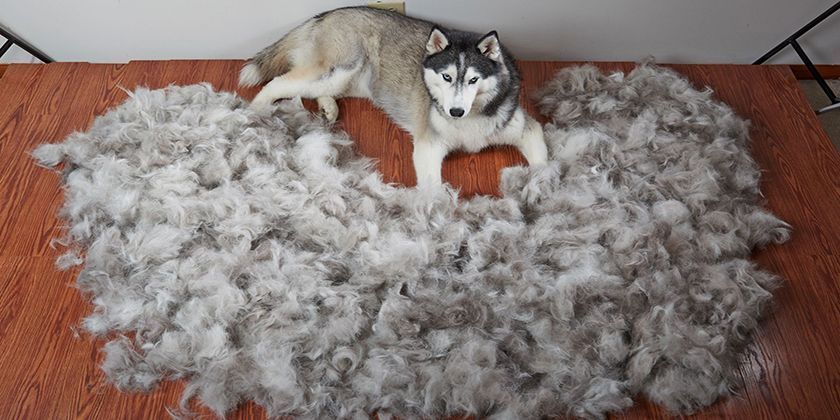 Express muda para perros y gatos
