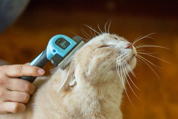 Furminator para gatos de pelo largo