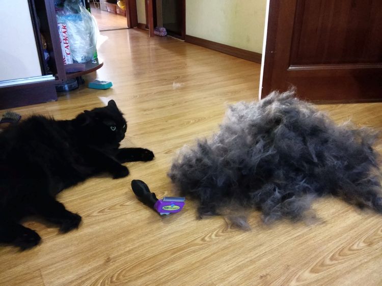 Uso del furminator para gatos de pelo largo