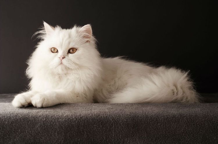 Gato blanco de pelo largo