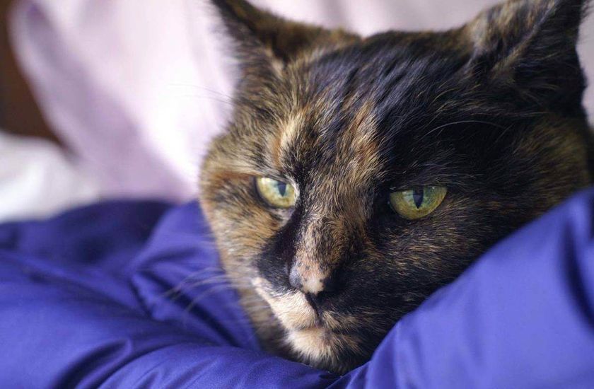 Gata enferma