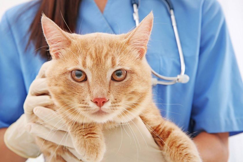 Gato en el médico