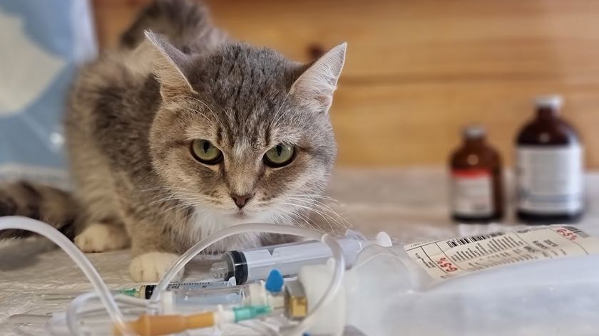 El gato y los medicamentos
