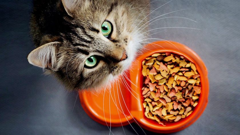 Alimento para gato