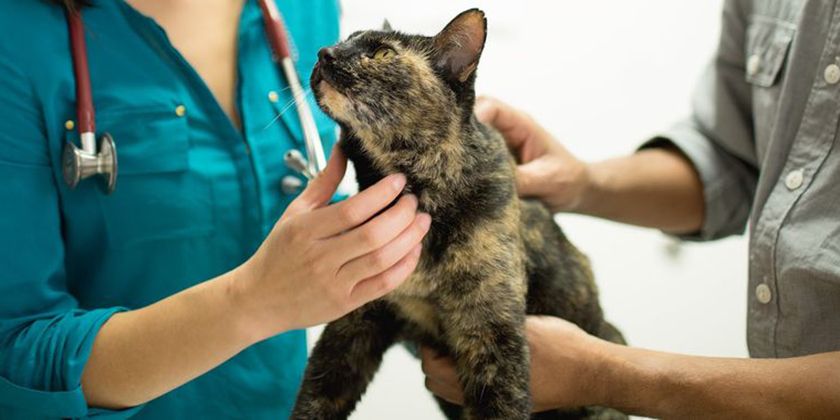 Hepatopatía en gatos