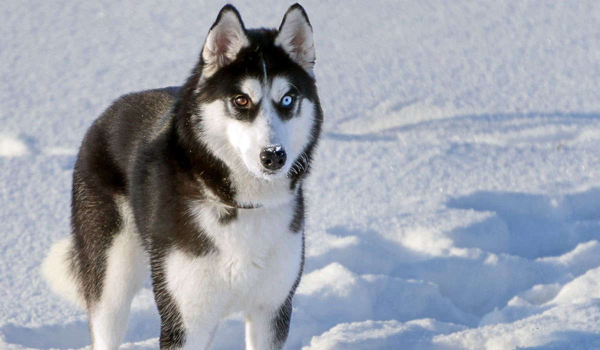 Heterocromía en huskies