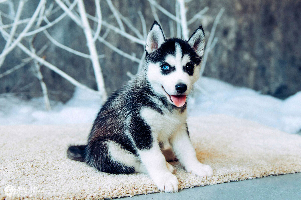 Cachorro con heterocromía