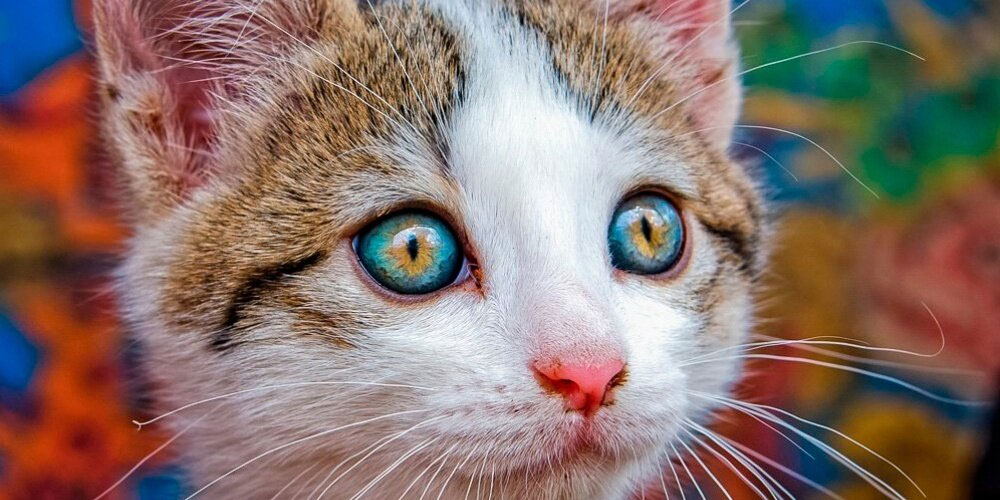 Heterocromía central en animales