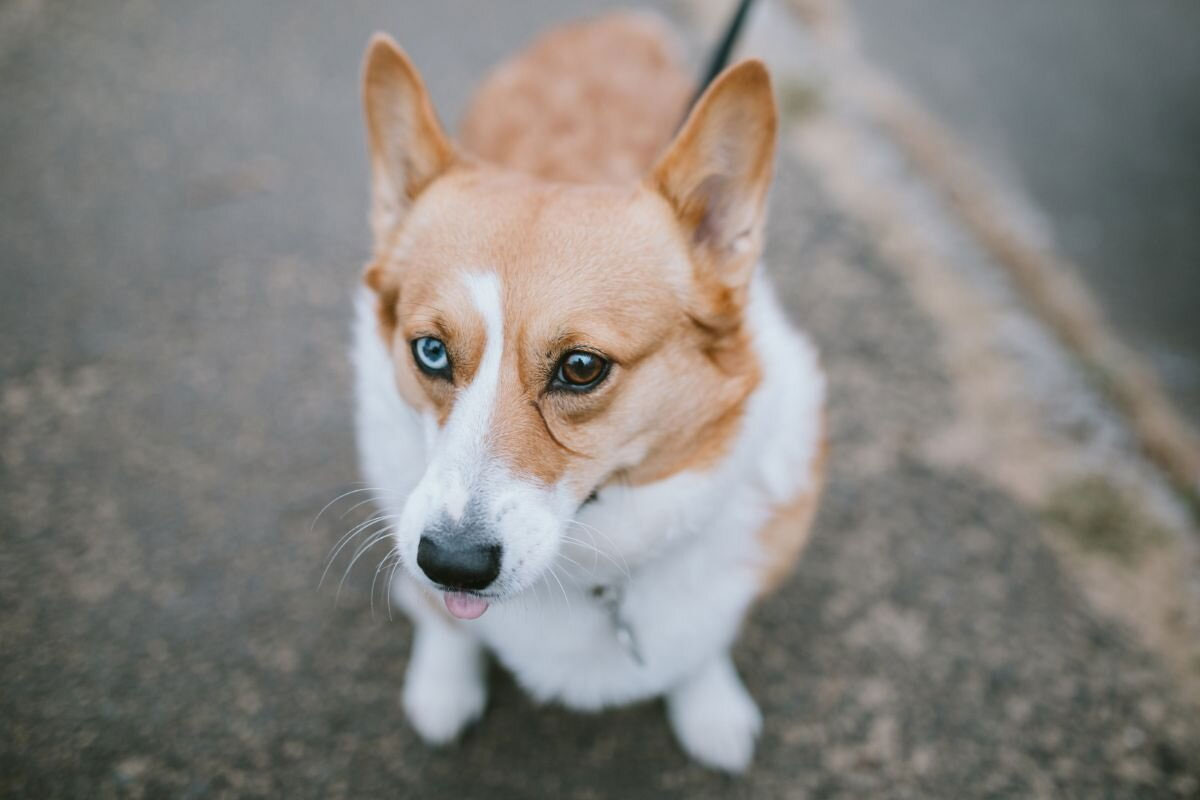 Cómo se forma el color de los ojos en el perro