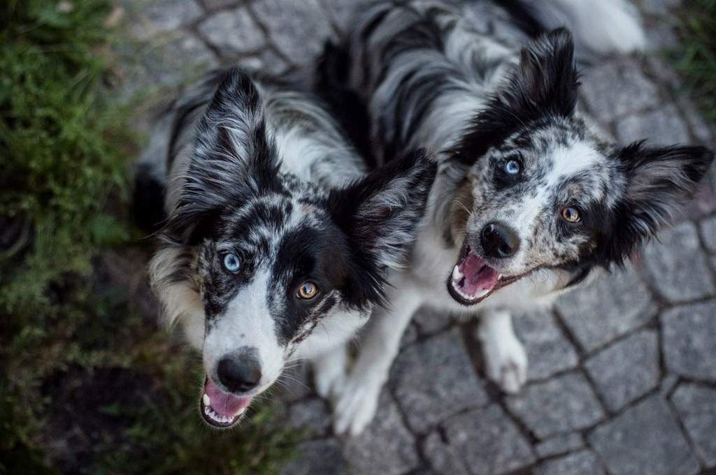 ¿Por qué los perros tienen ojos de distinto color?