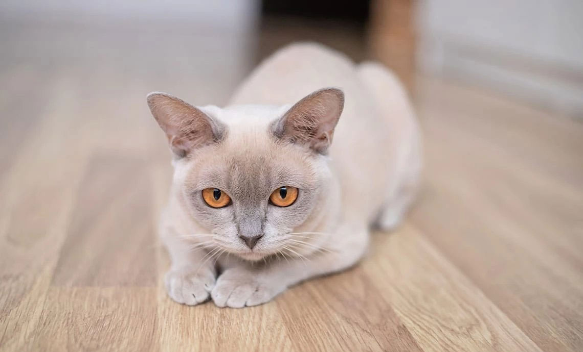 Tipos de glaucoma y causas de aparición en gatos