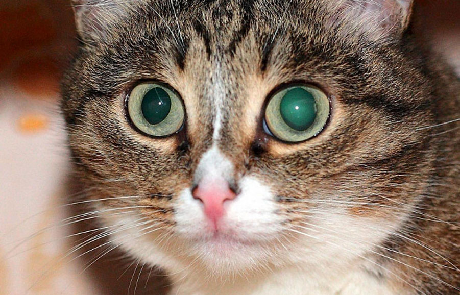 Glaucoma primario en gatos