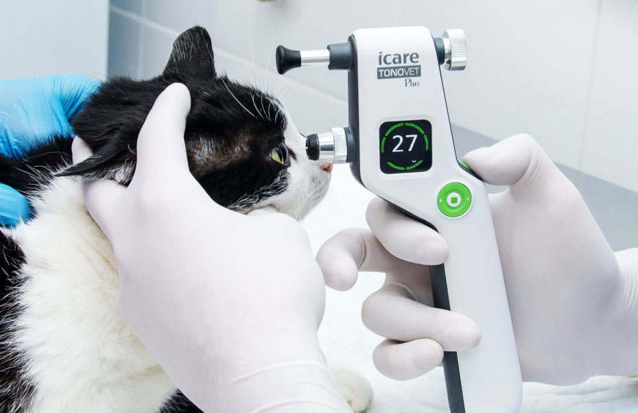 Oftalmotonometría en gatos