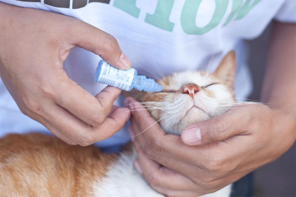 Métodos de tratamiento del glaucoma en gatos