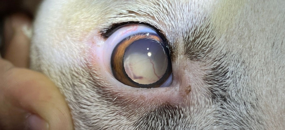 Ojo de perro con glaucoma