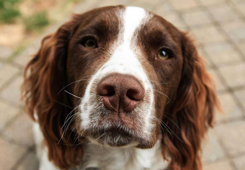 Glaucoma - enfermedad ocular en perros