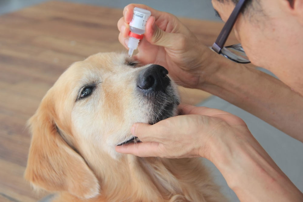 se aplican gotas en los ojos del perro