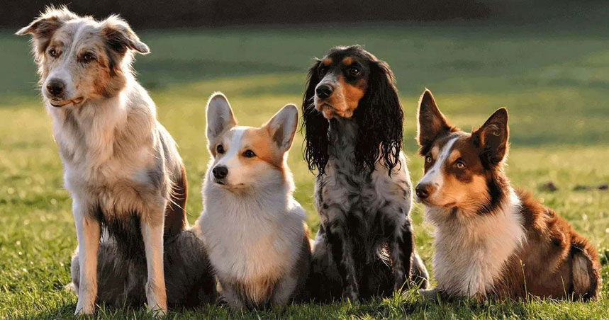 Por qué los perros tienen las orejas calientes