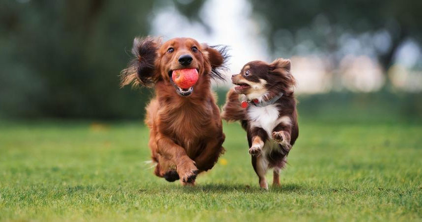 Por qué las orejas de los perros se calientan después de la actividad física