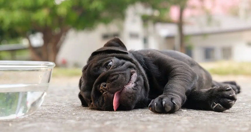 Golpe de calor en el perro