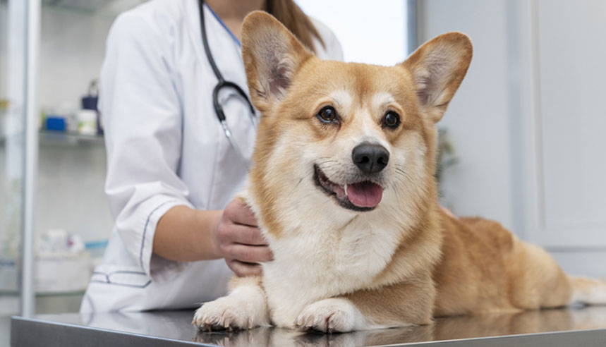 Perro y veterinario