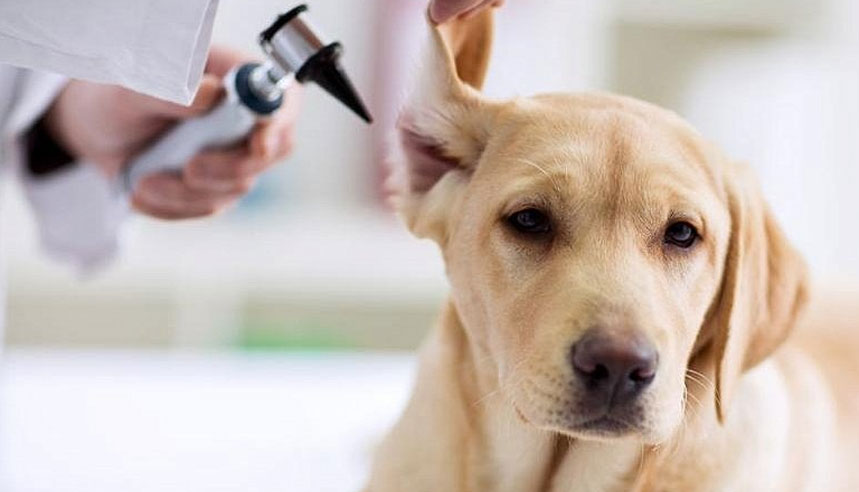 Otitis en el perro