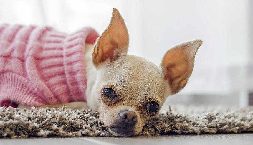 Alergia en perros