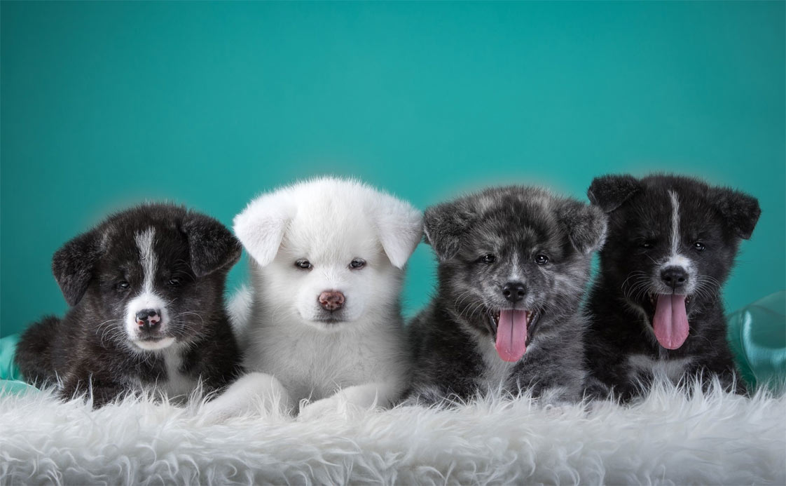 Nombres interesantes y originales para perros por color