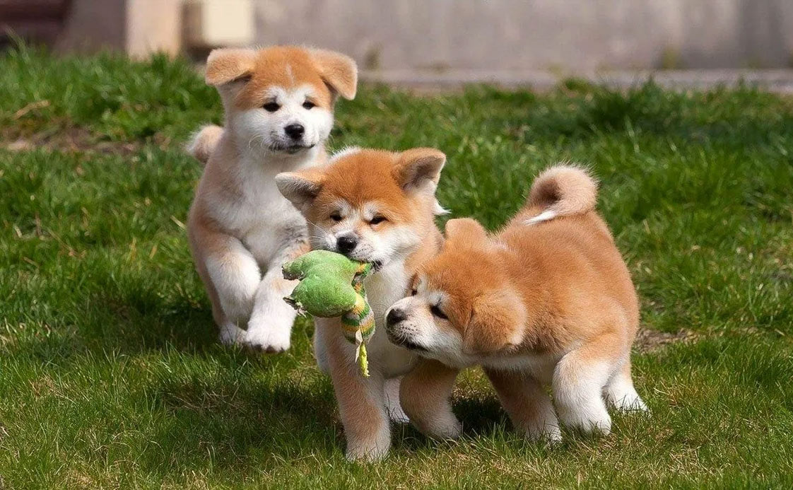 Nombres interesantes y originales para perros al estilo asiático
