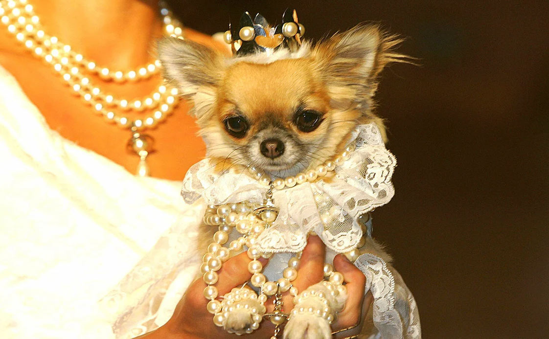 Nombres interesantes y originales para perros glamurosos