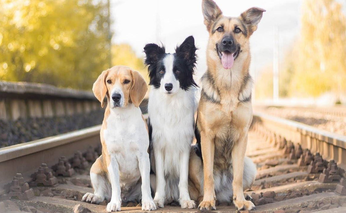 Nombres interesantes y originales para perros inteligentes