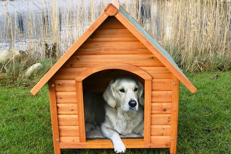 El perro en su caseta