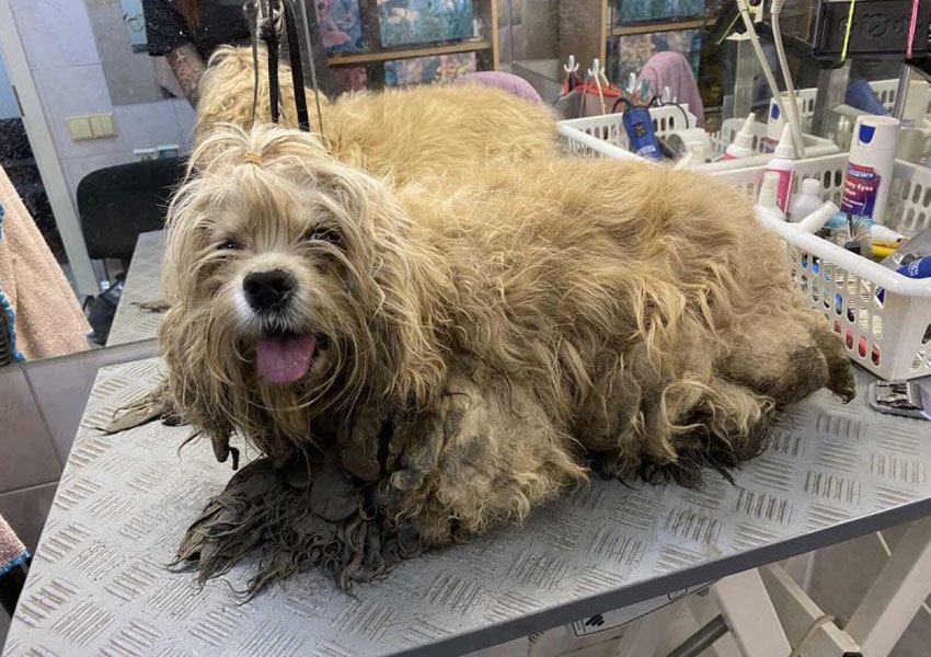 ¿Por qué son peligrosos los nudos de pelo para el perro?