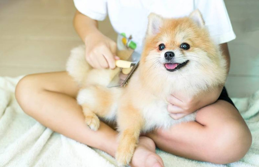 Cómo cepillar correctamente al perro