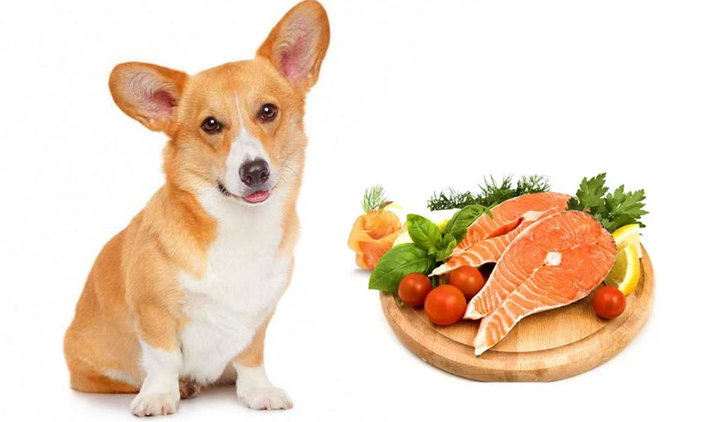 corgi y salmón